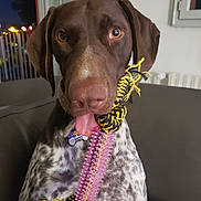 Vico a rejoint le concours — aidez-le/la à gagner de superbes lots ! animal, brown, canine, close_up, collar, couch, dog, ears, indoor, night, pet, playful, portrait, rope_toy, spots, tag, tongue_out, toy, white, window