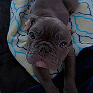 Smokee is registered to the contest to win money with this photo: puppy, dog, bulldog, pet, animal, blanket, patterned_blanket, cute, lying_down, looking_up, indoor, cozy, soft_texture, brown_puppy, young_dog, small_dog, resting, close_up, front_paws, adorable