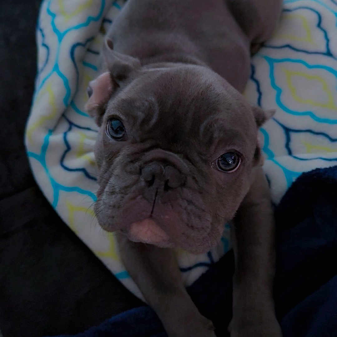 Smokee is registered to the contest to win money with this photo: puppy, dog, bulldog, pet, animal, blanket, patterned_blanket, cute, lying_down, looking_up, indoor, cozy, soft_texture, brown_puppy, young_dog, small_dog, resting, close_up, front_paws, adorable