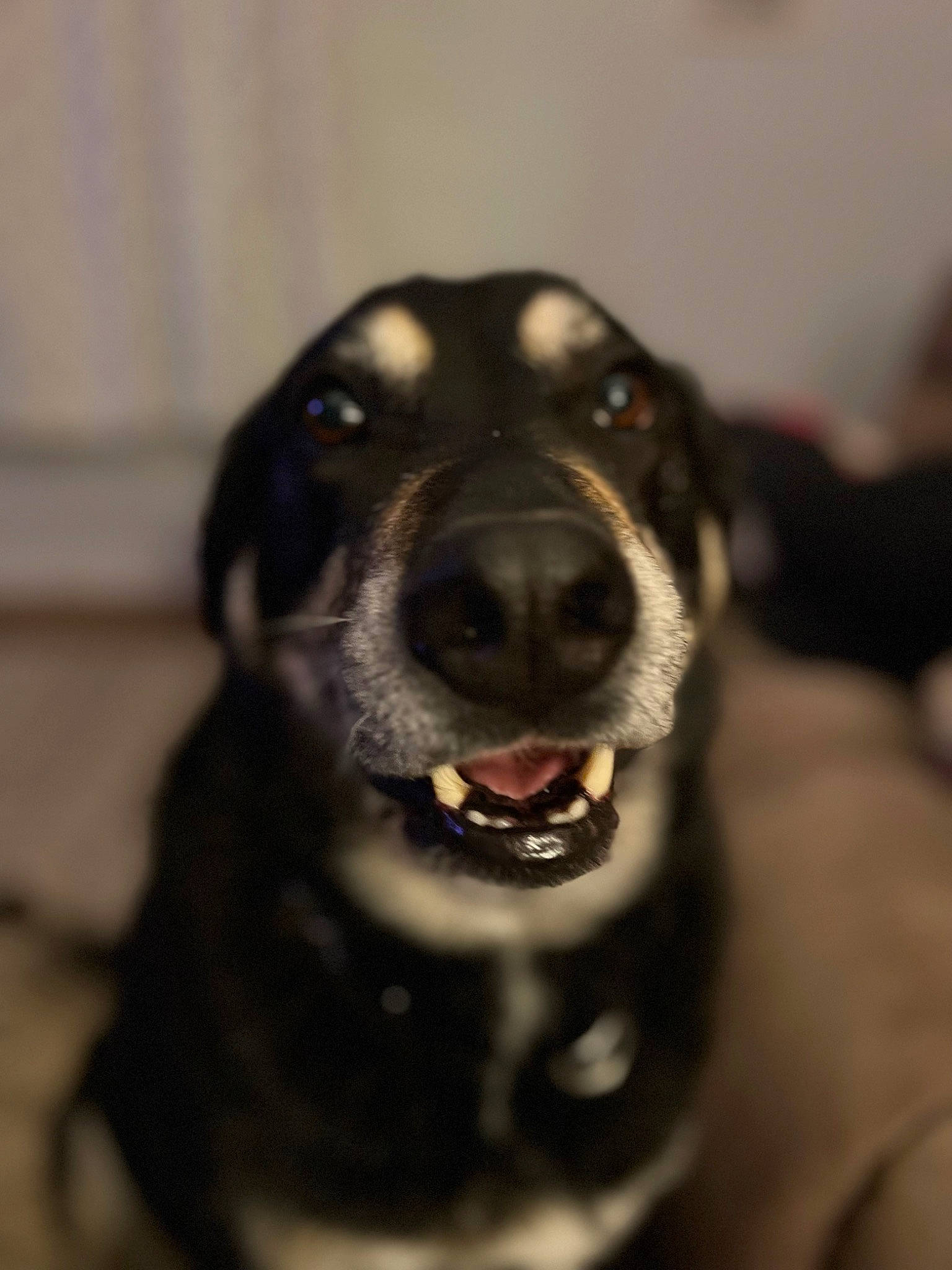 Hunter is registered to the contest to win money with this photo: borador, canidae, carnivore, collar, companion_dog, dog, dog_breed, dog_collar, fur, guard_dog, gun_dog, hunting_dog, labrador_retriever, pet_supply, puppy, retriever, sporting_group, whiskers, working_animal, working_dog