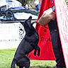 Unyx a rejoint le concours — aidez-le/la à gagner de superbes lots ! dog, black_dog, man, protective_sleeve, training, bite_sleeve, outdoor, grass, red_barrier, canine, handler, focused, exercise, park, leisure, working_dog, pet, animal, interaction, sports