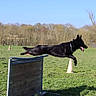 dog, black_dog, jumping, leaping, agility_hurdle, outdoor, grass, field, sunny, blue_sky, canine, animal, pet, active, exercise, nature, playful, energetic, tongue_out, collar