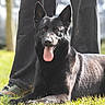 dog, black_dog, canine, pet, animal, grass, outdoor, sunlight, tongue_out, ears_up, happy, person, pants, shoes, leash, portrait, nature, muzzle, lying_down, close_up