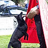 Unyx participe au concours pour gagner de l'argent avec cette photo : black_dog, dog, man, protective_sleeve, training, outdoor, grass, red_barrier, standing, interaction, animal, pet, canine, person, sportswear, cap, play, focus, daylight, park