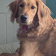 Truly Scrumptious joined the competition — help win amazing prizes! dog, golden_retriever, pet, indoor, fluffy, white_fur, portrait, animal, canine, cute, fur, looking, face, ears, collar, resting, cozy, home, background, door