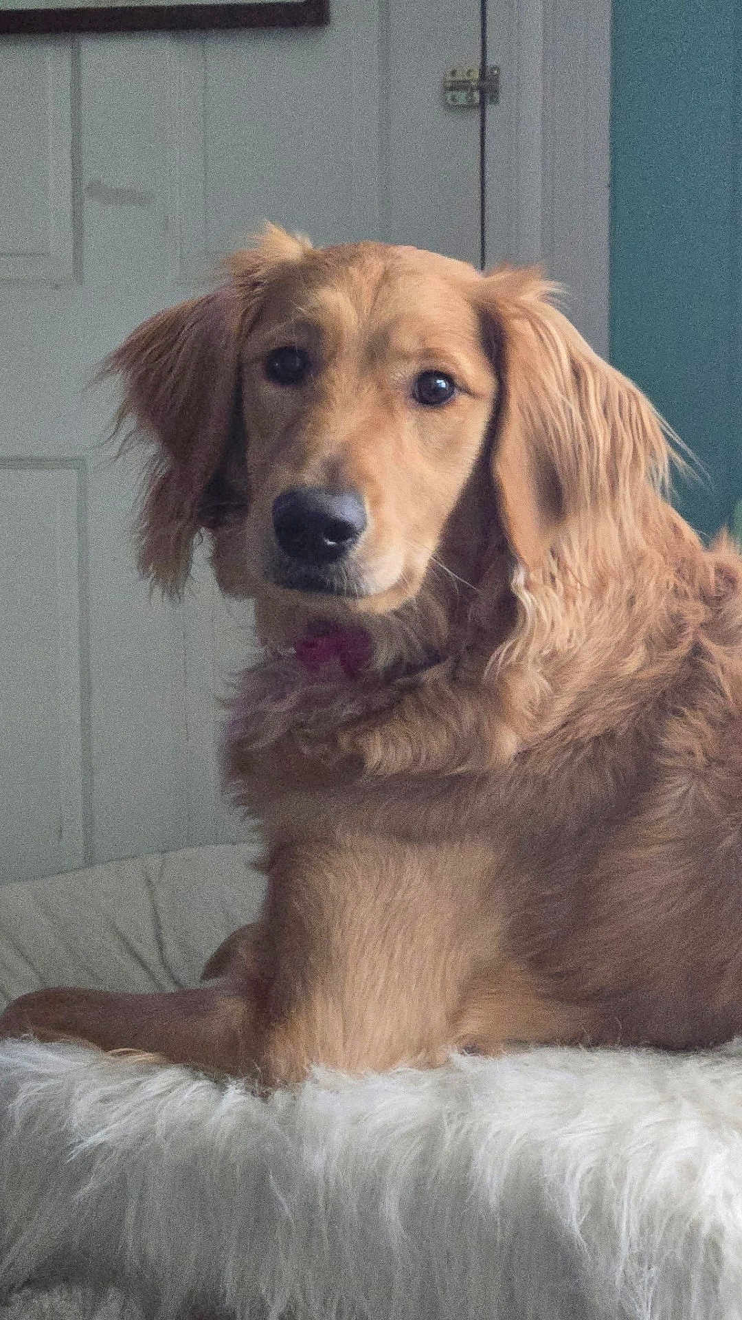 Truly Scrumptious joined the competition — help win amazing prizes! dog, golden_retriever, pet, indoor, fluffy, white_fur, portrait, animal, canine, cute, fur, looking, face, ears, collar, resting, cozy, home, background, door