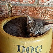 Smokey is registered to the contest to win money with this photo: cat, kitten, tabby, animal, pet, bowl, dog_bowl, resting, sleeping, cozy, indoor, brick_wall, yellow, fur, cute, small, curled_up, container, mischievous, funny