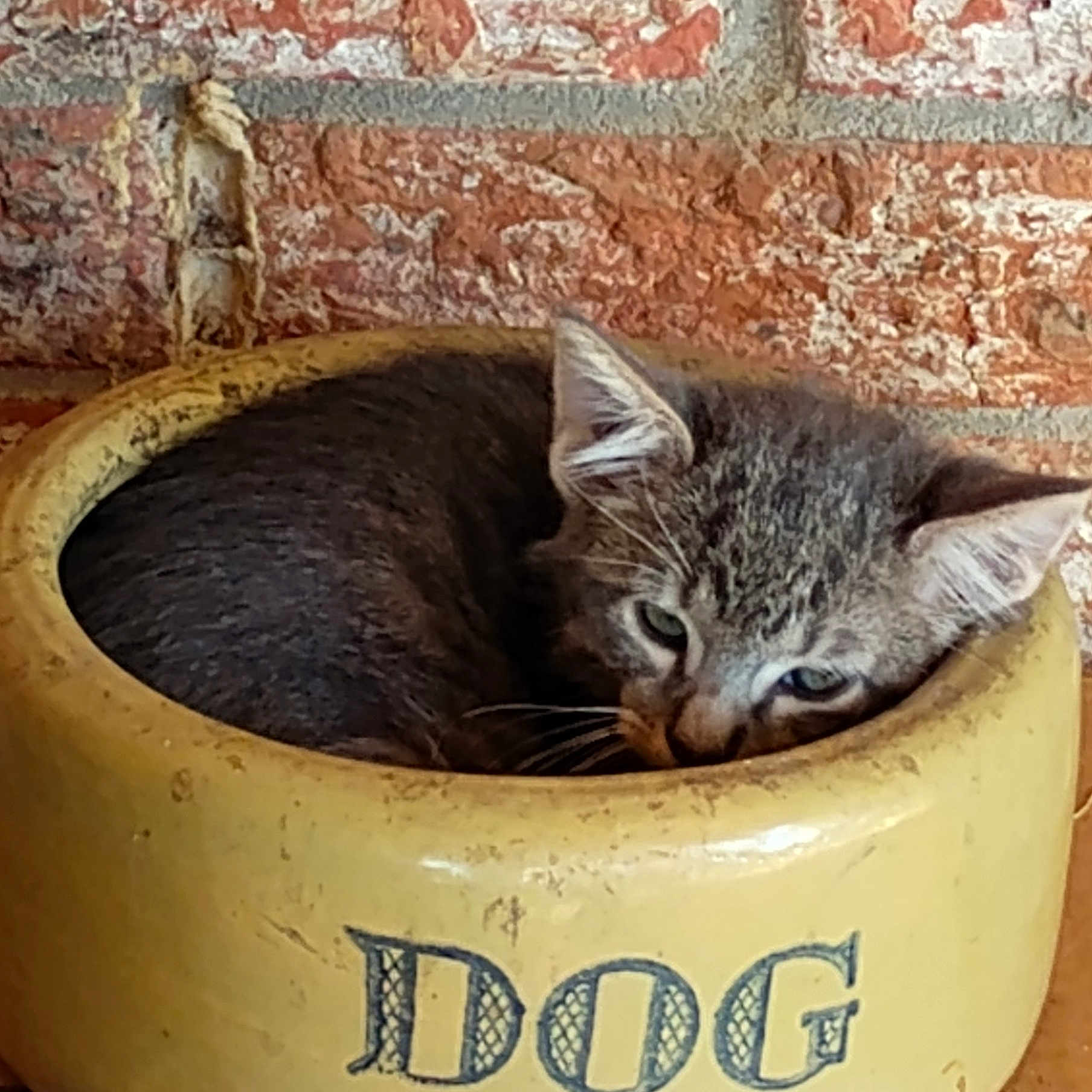 Smokey is registered to the contest to win money with this photo: animal, bowl, brick_wall, cat, container, cozy, curled_up, cute, dog_bowl, funny, fur, indoor, kitten, mischievous, pet, resting, sleeping, small, tabby, yellow