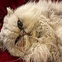 Little joined the competition — help win amazing prizes! cat, fluffy, white, pet, animal, fur, closeup, face, whiskers, sleepy, resting, indoor, red_background, cute, feline, portrait, relaxed, mammal, domestic, cozy