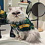 Little joined the competition — help win amazing prizes! cat, fluffy, white_cat, green_bay_packers, jersey, bathroom, sink, mirror, countertop, pet, fur, domestic_animal, hand_soap, reflection, indoor, cute, animal_clothing, portrait, serious_expression, whiskers