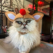 Little joined the competition — help win amazing prizes! cat, fluffy, white_fur, reindeer_hat, costume, indoor, pet, animal, face, whiskers, eyes, fur, holiday, festive, red_pom_pom, ears, expression, cute, standing, background