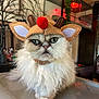 cat, fluffy, white_fur, reindeer_hat, costume, indoor, pet, animal, face, whiskers, eyes, fur, holiday, festive, red_pom_pom, ears, expression, cute, standing, background