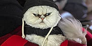 Little joined the competition — help win amazing prizes! cat, white_cat, hoodie, clothing, pet, animal, grumpy, fur, fluffy, indoors, blanket, red_and_black, checkered, resting, cute, face, expression, cozy, comfortable, lying_down