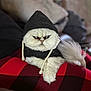 cat, white_cat, hoodie, clothing, pet, animal, grumpy, fur, fluffy, indoors, blanket, red_and_black, checkered, resting, cute, face, expression, cozy, comfortable, lying_down