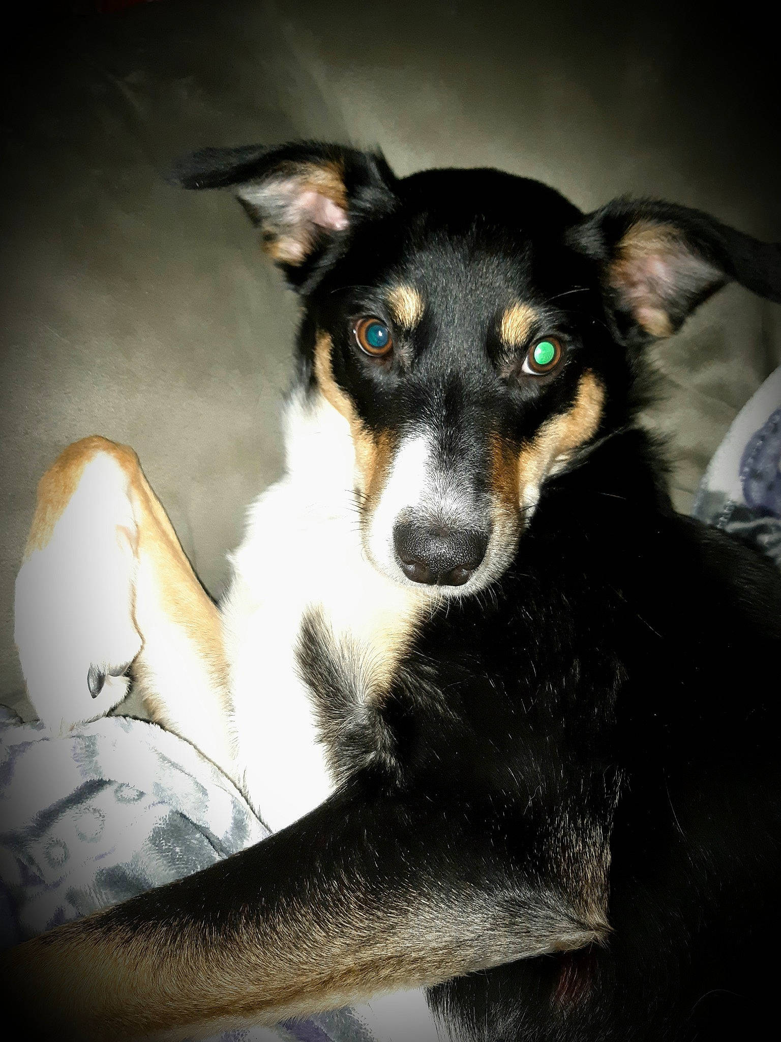 Trixie is registered to the contest to win money with this photo: australian_kelpie, canidae, carnivore, collie, dog, dog_breed, herding_dog, huntaway, lapponian_herder, mammal, puppy, smooth_collie, snout, vertebrate, whiskers