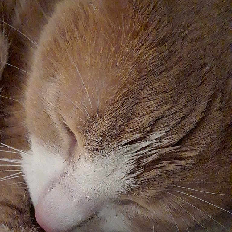 Snickerdoodle