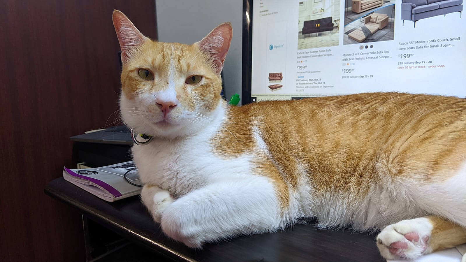 Pyro joined the competition — help win amazing prizes! carnivore, cat, claw, domestic_short_haired_cat, fawn, felidae, fur, paw, pet_supply, sitting, small_to_medium_sized_cats, snout, tail, terrestrial_animal, whiskers