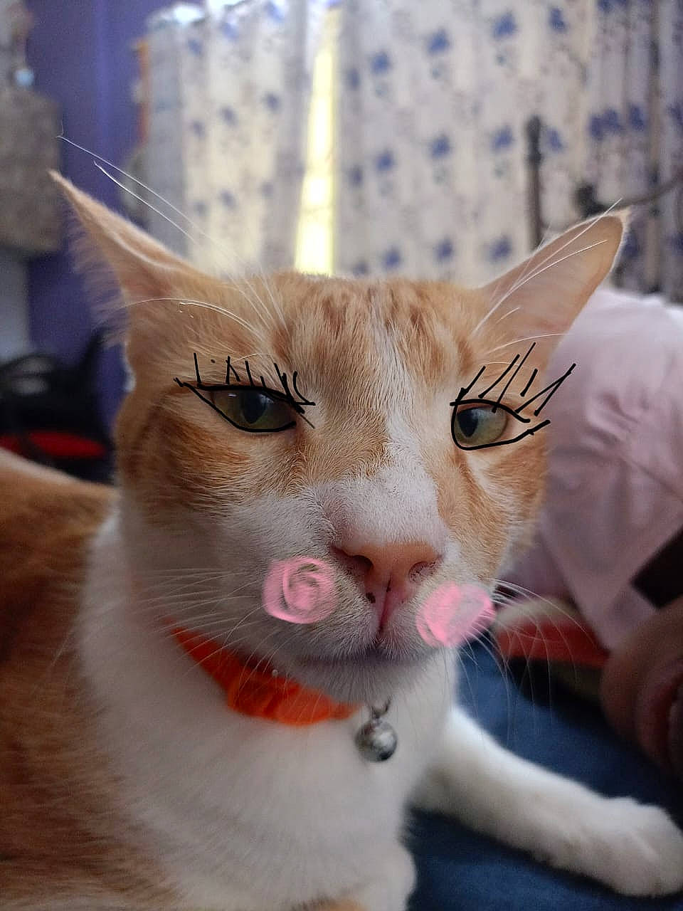 Pyro is registered to the contest to win money with this photo: carnivore, cat, claw, collar, comfort, domestic_short_haired_cat, ear, eye, eyelash, fawn, felidae, fur, head, iris, paw, pet_supply, small_to_medium_sized_cats, snout, tail, whiskers