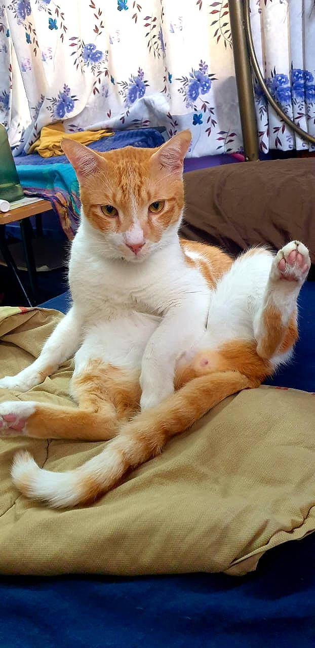 Pyro is registered to the contest to win money with this photo: canidae, carnivore, cat, chair, claw, comfort, companion_dog, couch, domestic_short_haired_cat, fawn, felidae, fur, human_leg, paw, sitting, small_to_medium_sized_cats, snout, tail, terrestrial_animal, whiskers