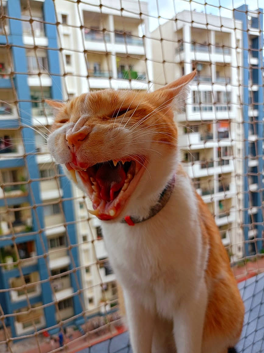 Pyro joined the competition — help win amazing prizes! brick, carnivore, cat, collar, domestic_short_haired_cat, fang, fawn, felidae, fur, mesh, pet_supply, plant, roar, small_to_medium_sized_cats, snout, tail, terrestrial_animal, whiskers, window, yawn