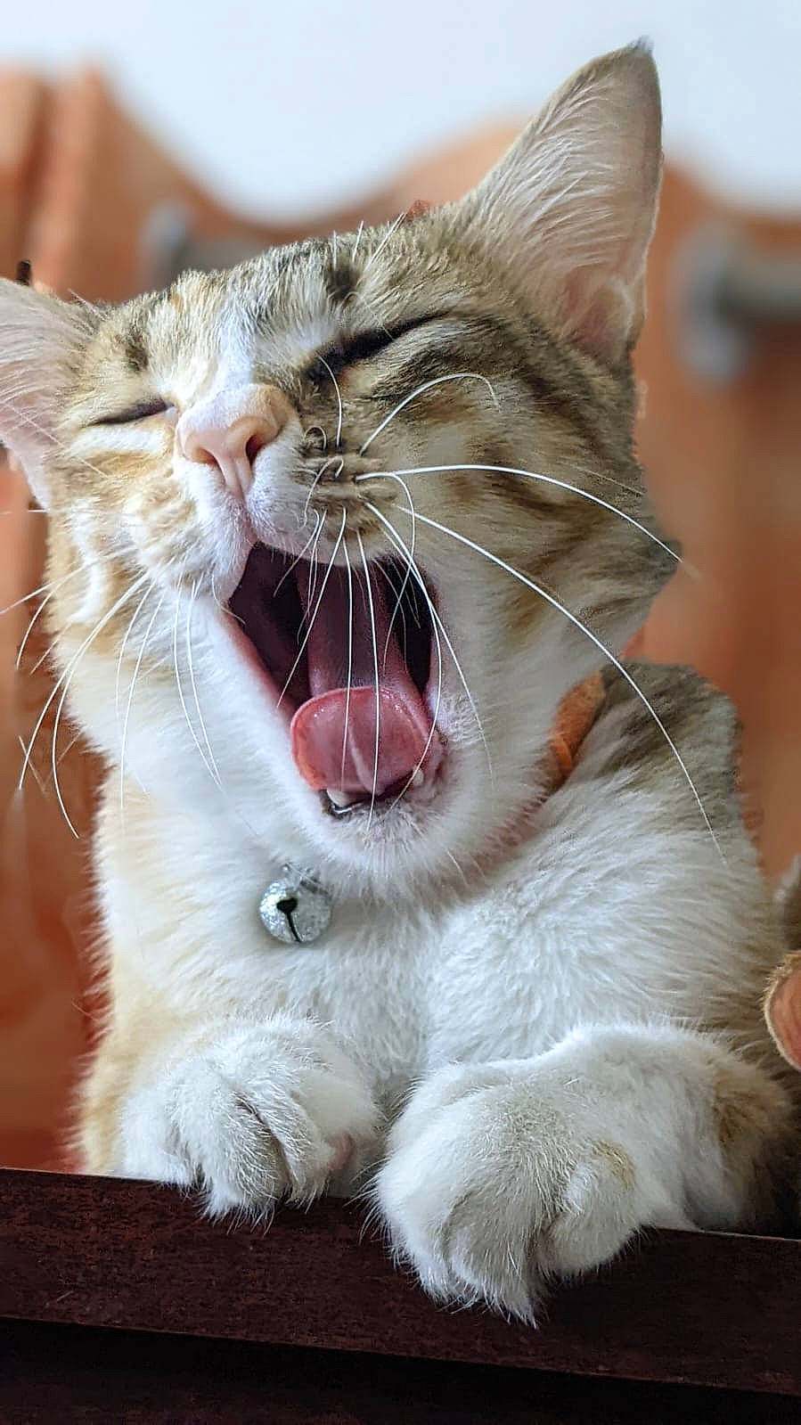 Bamboo is registered to the contest to win money with this photo: carnivore, cat, claw, collar, domestic_short_haired_cat, ear, fang, felidae, fur, gesture, paw, small_to_medium_sized_cats, smile, snout, terrestrial_animal, tooth, whiskers, window, yawn