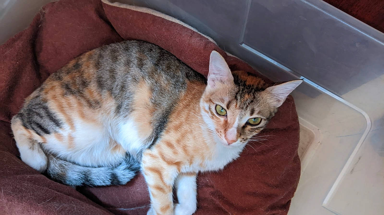 Bamboo joined the competition — help win amazing prizes! carnivore, cat, cat_supply, comfort, domestic_short_haired_cat, fawn, felidae, flowerpot, fur, paw, pet_supply, sitting, small_to_medium_sized_cats, snout, tail, whiskers