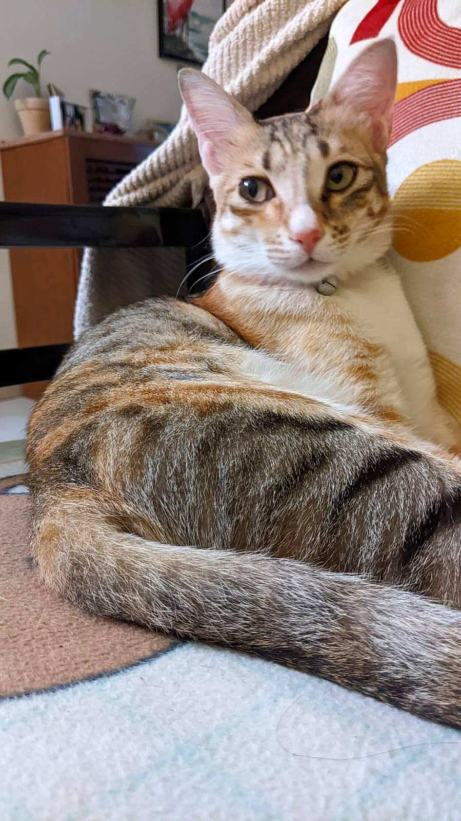 Bamboo is registered to the contest to win money with this photo: carnivore, cat, cat_supply, claw, comfort, domestic_short_haired_cat, fawn, felidae, fur, nap, paw, pet_supply, sitting, small_to_medium_sized_cats, snout, tail, terrestrial_animal, tree, whiskers, wildlife