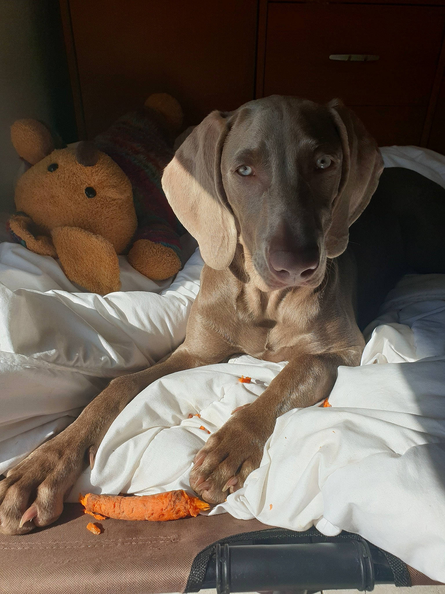 Gaïa a rejoint le concours — aidez-le/la à gagner de superbes lots ! blue_lacy, canidae, carnivore, dog, dog_breed, german_shorthaired_pointer, hunting_dog, mammal, pointer, pointing_breed, sporting_group, vertebrate, vizsla, weimaraner