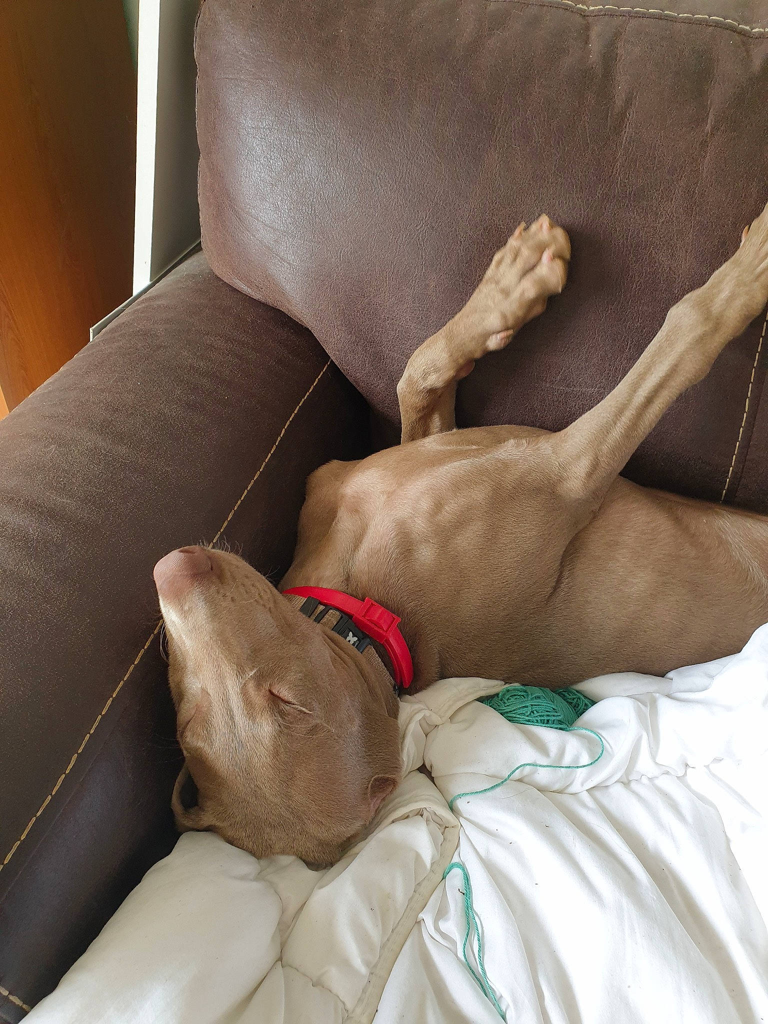 Gaïa a rejoint le concours — aidez-le/la à gagner de superbes lots ! arm, beige, canidae, carnivore, comfort, companion_dog, dog, fawn, hand, leg, nap, pointing_breed, sporting_group, weimaraner