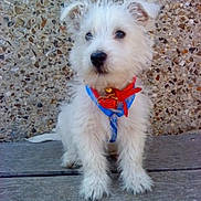 Stinky a rejoint le concours — aidez-le/la à gagner de superbes lots ! puppy, dog, white_dog, small_dog, pet, animal, fur, collar, harness, bell, sitting, wooden_floor, stone_wall, outdoor, curious, cute, young_dog, fluffy, companion, adorable