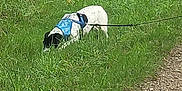 Ugo participe au concours pour gagner de l'argent avec cette photo : dog, grass, leash, harness, outdoor, path, nature, greenery, animal, pet, walking, sniffing, daytime, canine, field, exploration, leash_tug, curious, sidewalk, adventure