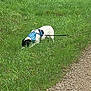 dog, grass, leash, harness, outdoor, path, nature, greenery, animal, pet, walking, sniffing, daytime, canine, field, exploration, leash_tug, curious, sidewalk, adventure