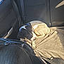 Ugo participe au concours pour gagner de l'argent avec cette photo : dog, black_and_white, car_interior, seat, blanket, sunlight, pet, animal, relaxing, curled_up, back_seat, collar, window, seatbelt, shadow, daylight, domestic_animal, comfort, resting, transportation