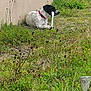 Ugo participe au concours pour gagner de l'argent avec cette photo : dog, grass, outdoor, collar, wall, plants, greenery, chewing, toy, nature, animal, pet, spotted, relaxing, daytime, garden, flora, canine, muzzle, side_view