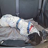 Ugo a rejoint le concours — aidez-le/la à gagner de superbes lots ! dog, car, backseat, blanket, harness, collar, black_and_white, sleeping, pet, seatbelt, interior, resting, domestic_animal, vehicle, fur, animal, comfort, spots, leisure, relaxation