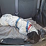 dog, car, backseat, blanket, harness, collar, black_and_white, sleeping, pet, seatbelt, interior, resting, domestic_animal, vehicle, fur, animal, comfort, spots, leisure, relaxation