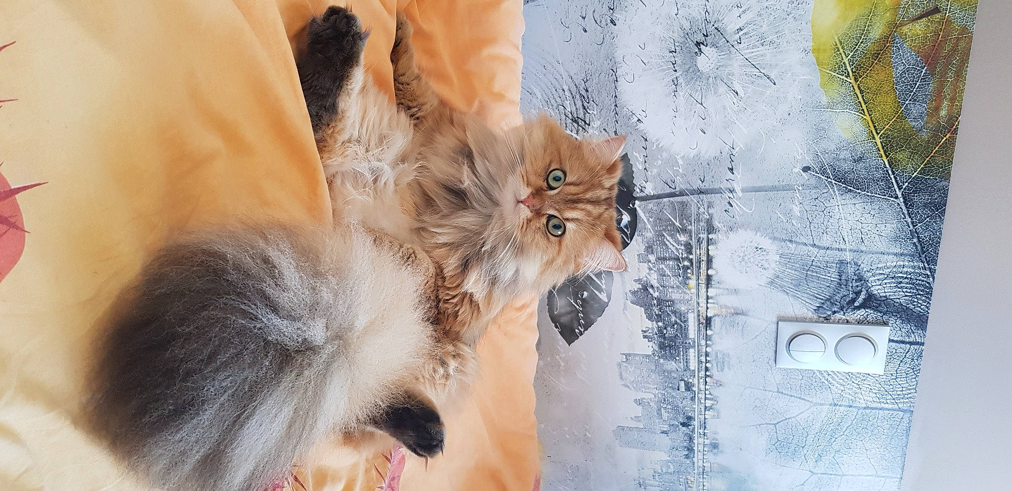Suki participe au concours pour gagner de l'argent avec cette photo : art, canidae, carnivore, cat, claw, fawn, felidae, fur, illustration, paw, peach, small_to_medium_sized_cats, snout, tail, terrestrial_animal, tree, visual_arts, whiskers, wildlife, window