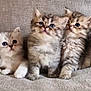 angora, animal, blanket, cat, kitten, manx, pet