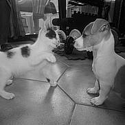 Zizouille et Caramel participe au concours pour gagner de l'argent avec cette photo :