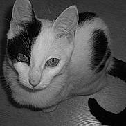 Zizouille participe au concours pour gagner de l'argent avec cette photo :