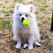 Bella a rejoint le concours — aidez-le/la à gagner de superbes lots ! dog, white_dog, fluffy, tennis_ball, grass, outdoor, pet, animal, cute, sitting, playful, fur, small_dog, mouth, toy, nature, canine, companion, summer, garden