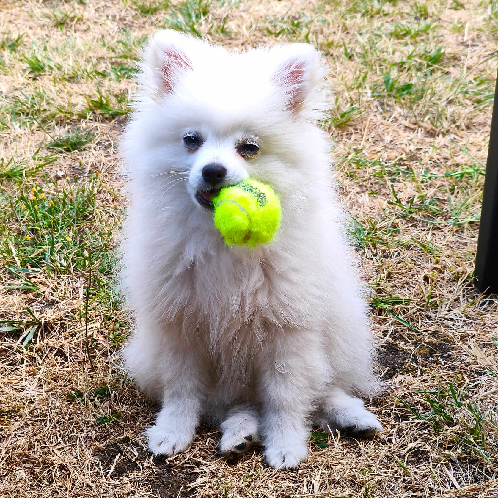 Bella a rejoint le concours — aidez-le/la à gagner de superbes lots ! dog, white_dog, fluffy, tennis_ball, grass, outdoor, pet, animal, cute, sitting, playful, fur, small_dog, mouth, toy, nature, canine, companion, summer, garden