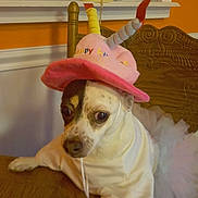 Winnie joined the competition — help win amazing prizes! dog, birthday_hat, costume, white_clothing, chair, wooden_furniture, indoor, pet, celebration, orange_wall, decor, table, canine, cute, tutu, festive, animal, portrait, sitting, expression