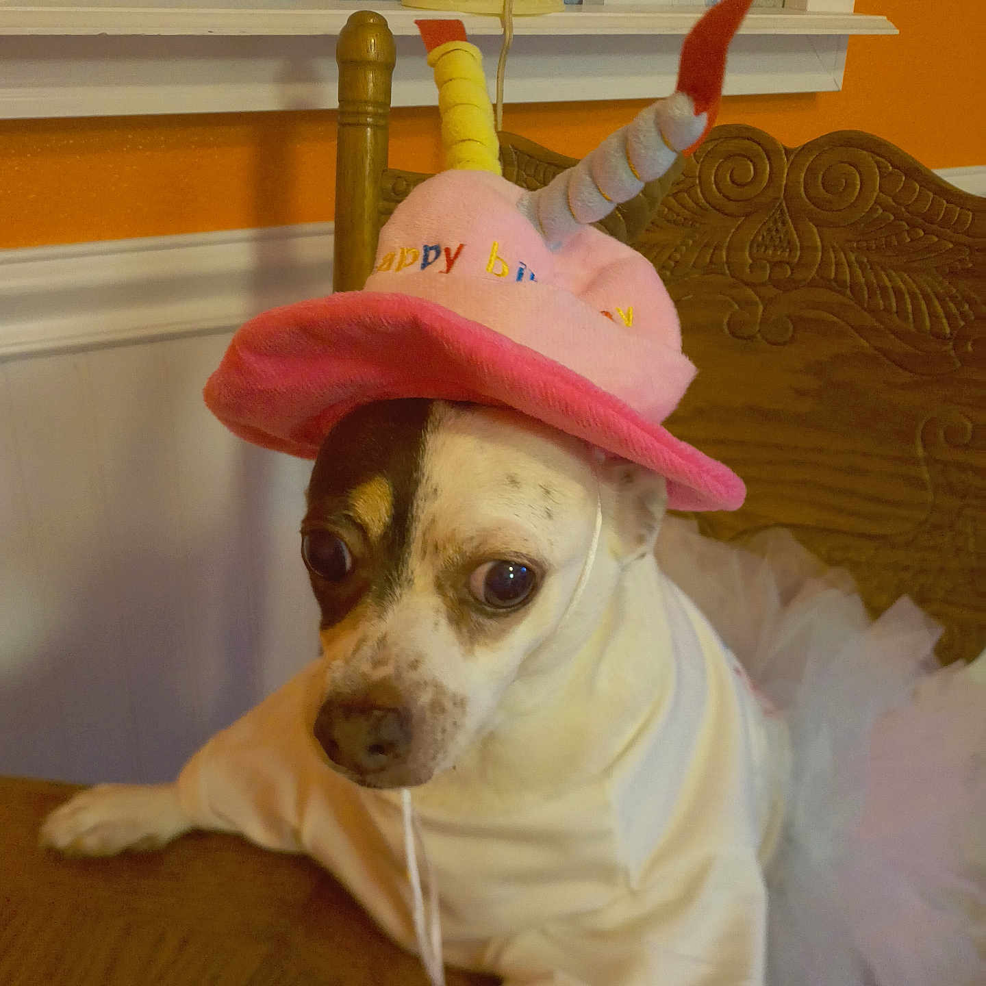 Winnie joined the competition — help win amazing prizes! animal, birthday_hat, canine, celebration, chair, costume, cute, decor, dog, expression, festive, indoor, orange_wall, pet, portrait, sitting, table, tutu, white_clothing, wooden_furniture