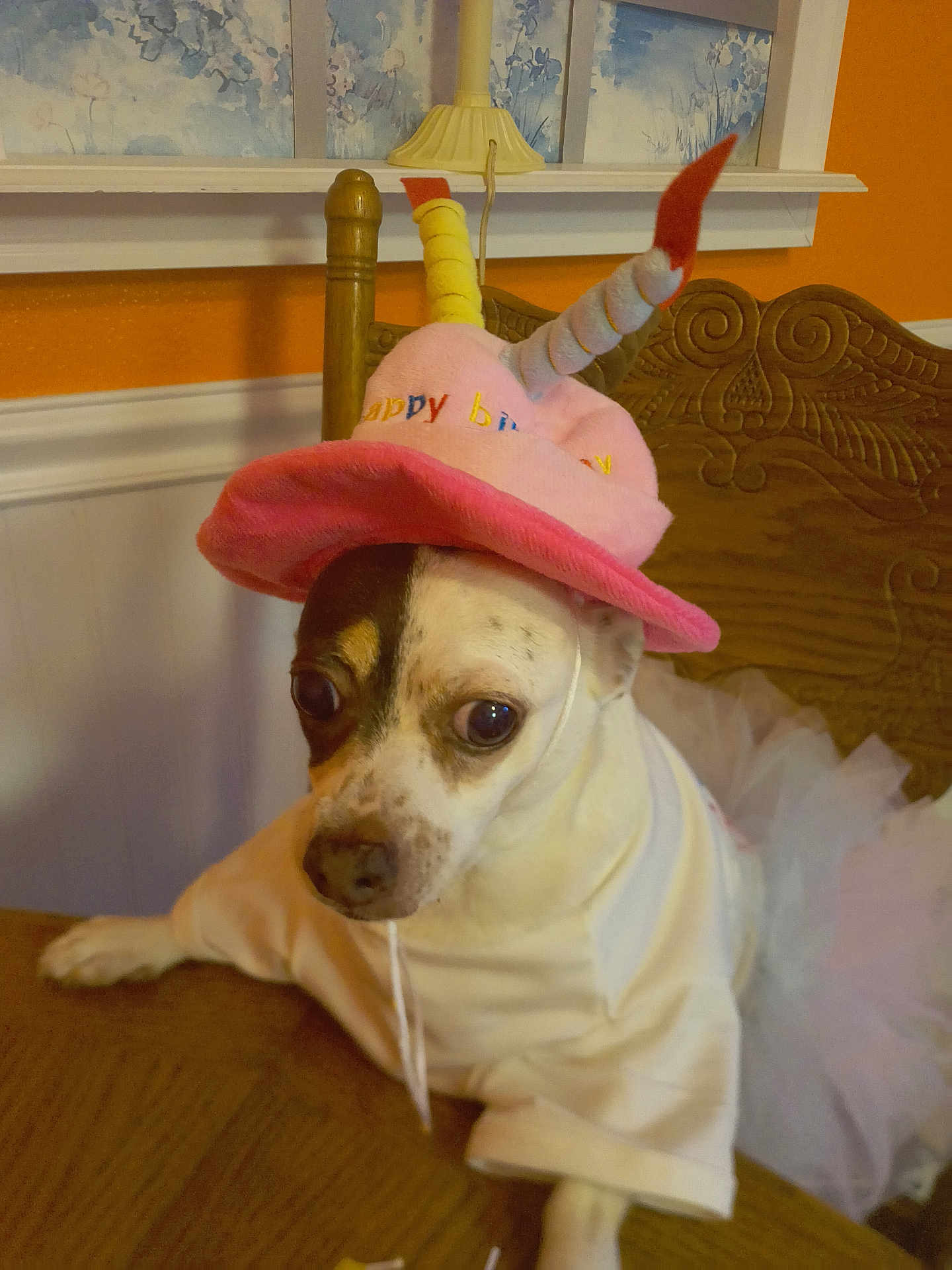 Winnie joined the competition — help win amazing prizes! dog, birthday_hat, costume, white_clothing, chair, wooden_furniture, indoor, pet, celebration, orange_wall, decor, table, canine, cute, tutu, festive, animal, portrait, sitting, expression
