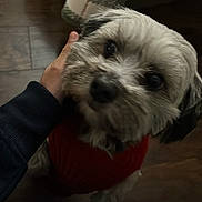 Megatron joined the competition — help win amazing prizes! dog, pet, animal, cute, fluffy, red_sweater, hand, indoor, floor, brown_floor, closeup, looking_up, furry, canine, friendly, companion, domestic_animal, portrait, warm, cozy