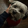 dog, pet, animal, cute, fluffy, red_sweater, hand, indoor, floor, brown_floor, closeup, looking_up, furry, canine, friendly, companion, domestic_animal, portrait, warm, cozy