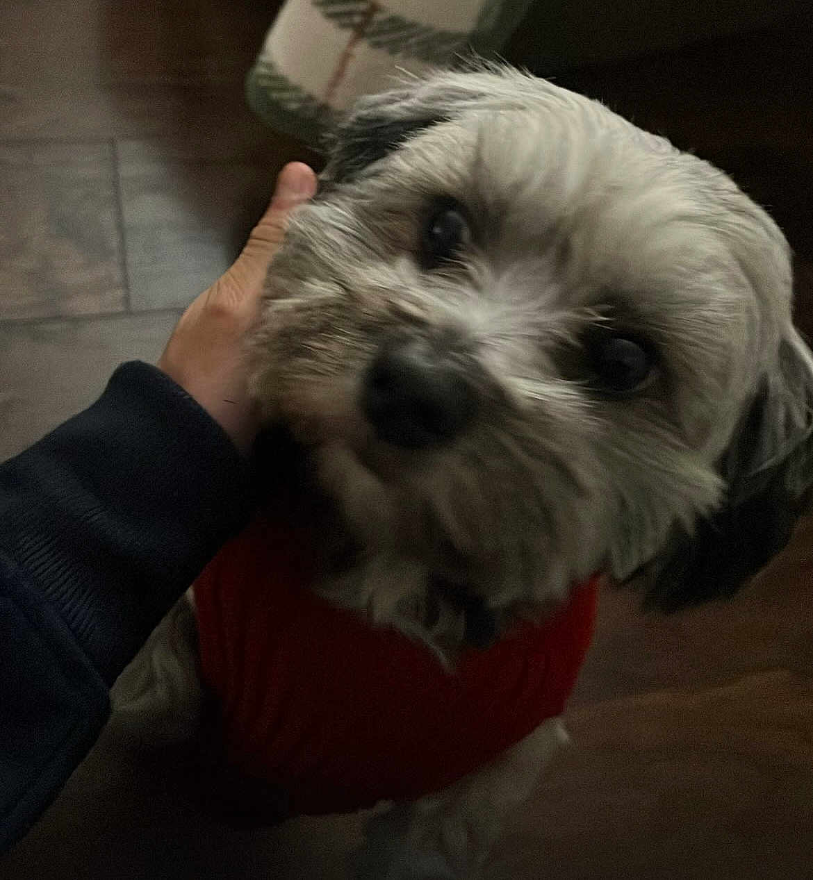 Megatron joined the competition — help win amazing prizes! dog, pet, animal, cute, fluffy, red_sweater, hand, indoor, floor, brown_floor, closeup, looking_up, furry, canine, friendly, companion, domestic_animal, portrait, warm, cozy