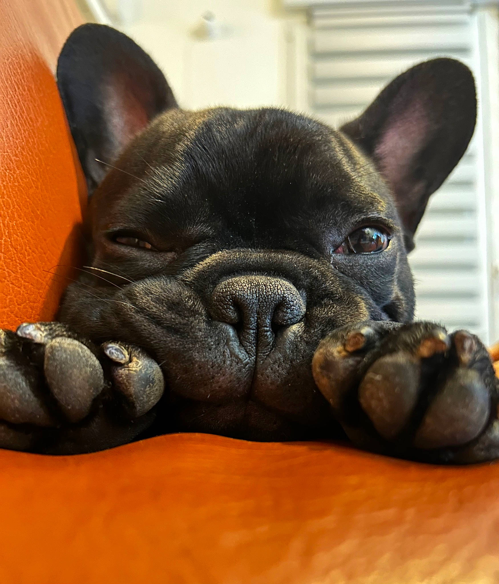 Crokmou a rejoint le concours — aidez-le/la à gagner de superbes lots ! bulldog, canidae, carmine, carnivore, comfort, companion_dog, dog, dog_breed, ear, fawn, french_bulldog, molosser, non_sporting_group, snout, sporting_group, terrestrial_animal, toy_dog, whiskers, working_animal, wrinkle