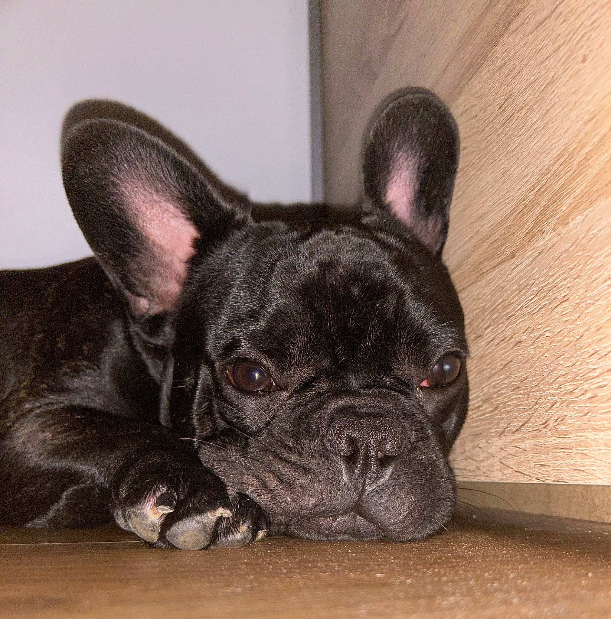 Crokmou participe au concours pour gagner de l'argent avec cette photo : bulldog, canidae, carnivore, comfort, companion_dog, dog, dog_breed, ear, eye, fawn, french_bulldog, head, non_sporting_group, snout, sporting_group, terrestrial_animal, toy_dog, whiskers, working_animal, wrinkle